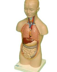 Anatomical Models